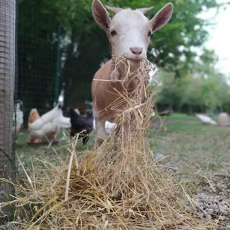 Corte Del Gal Gospodarstwo agroturystyczne